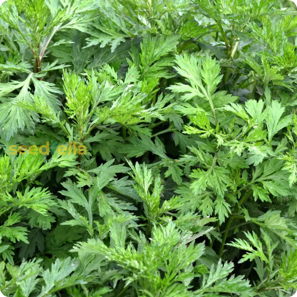 Premium Artemisia Argyi Seeds For Garden Planting Plant Seeds