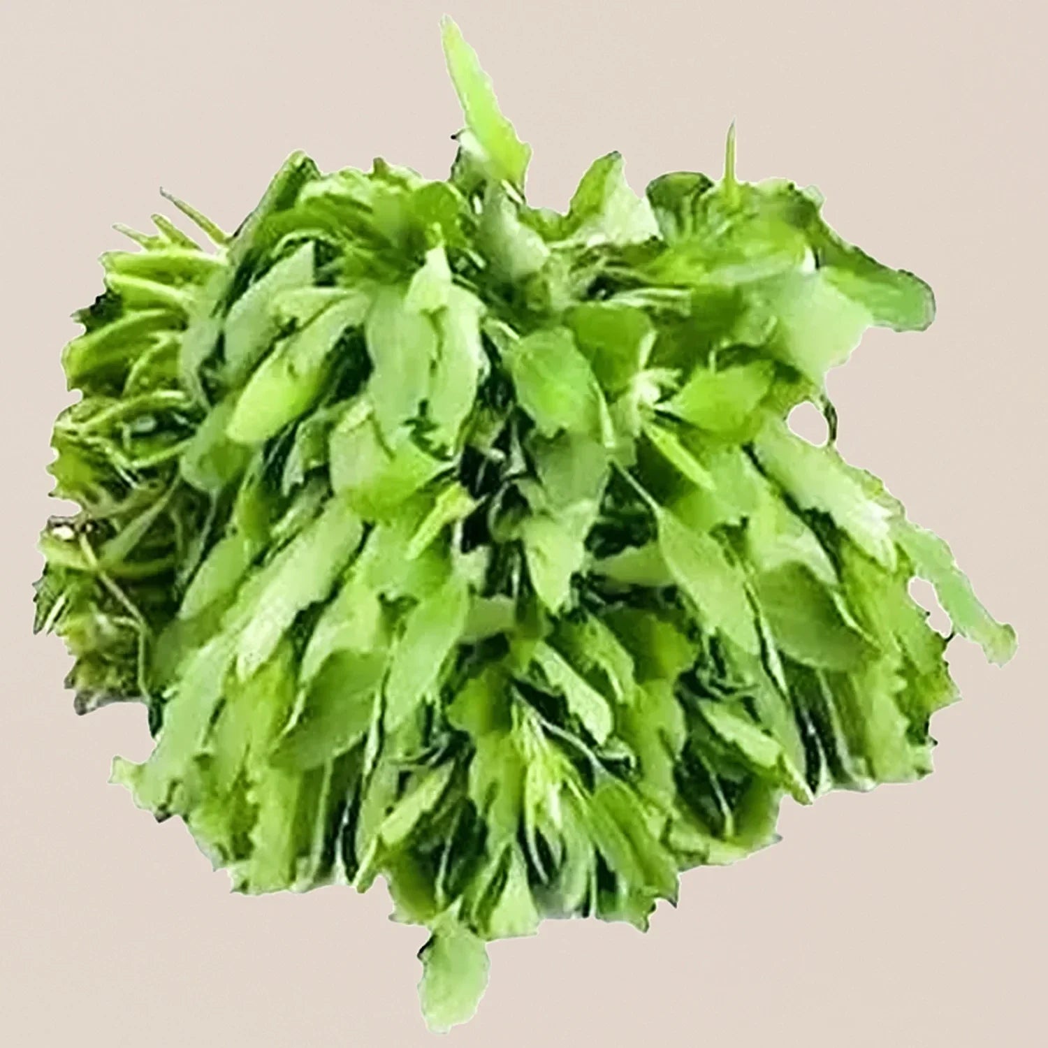 Premium Bathua greens seeds for gardening