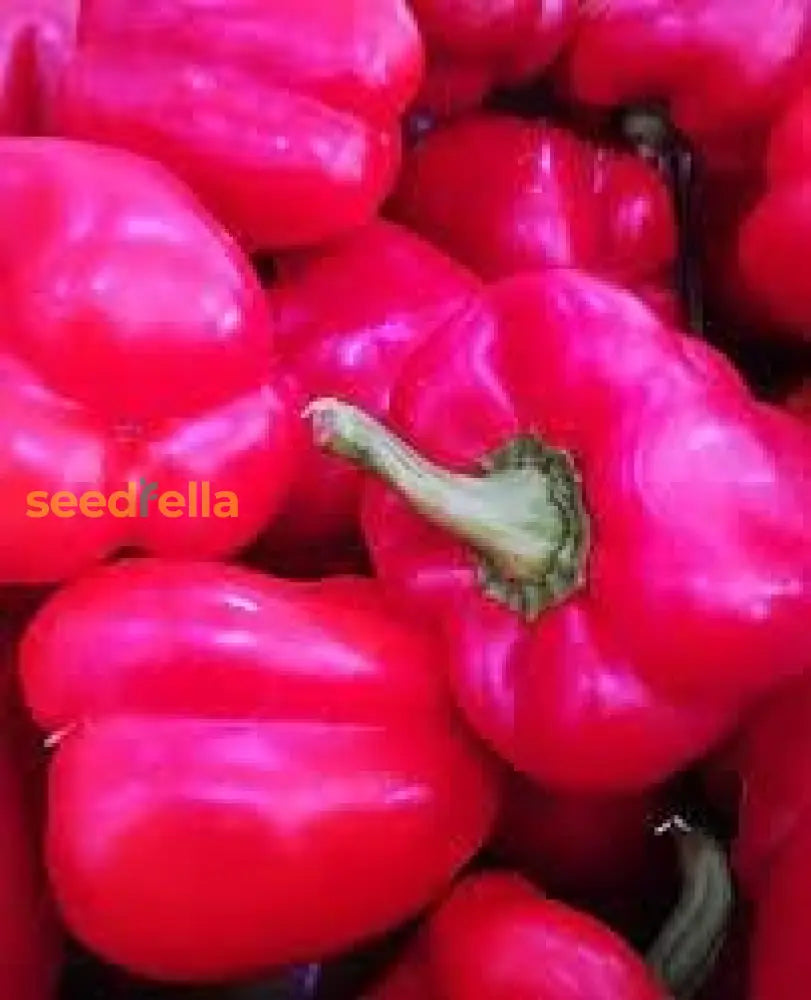 Premium Bell Pepper Seeds For Planting - Fresh Vegetable Gardening Seeds