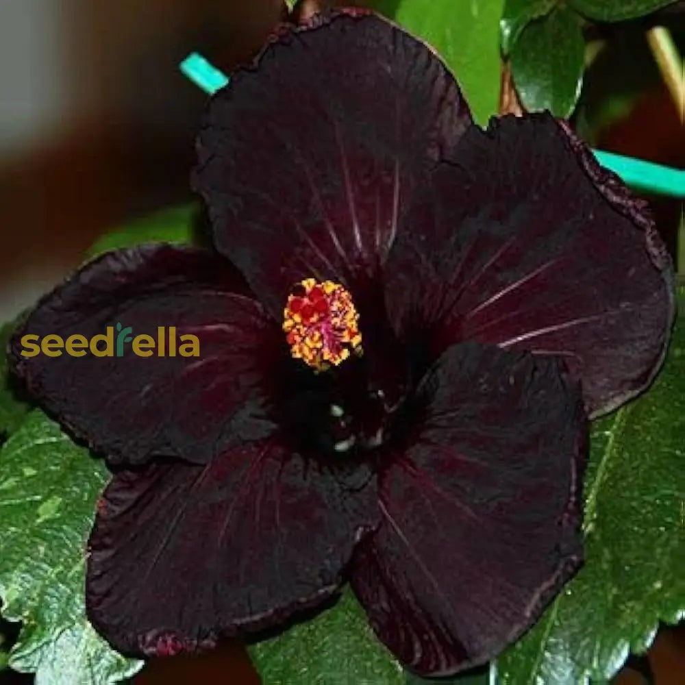 Premium Black Hibiscus Seeds For Lush Gardens And Vibrant Blooms Flower