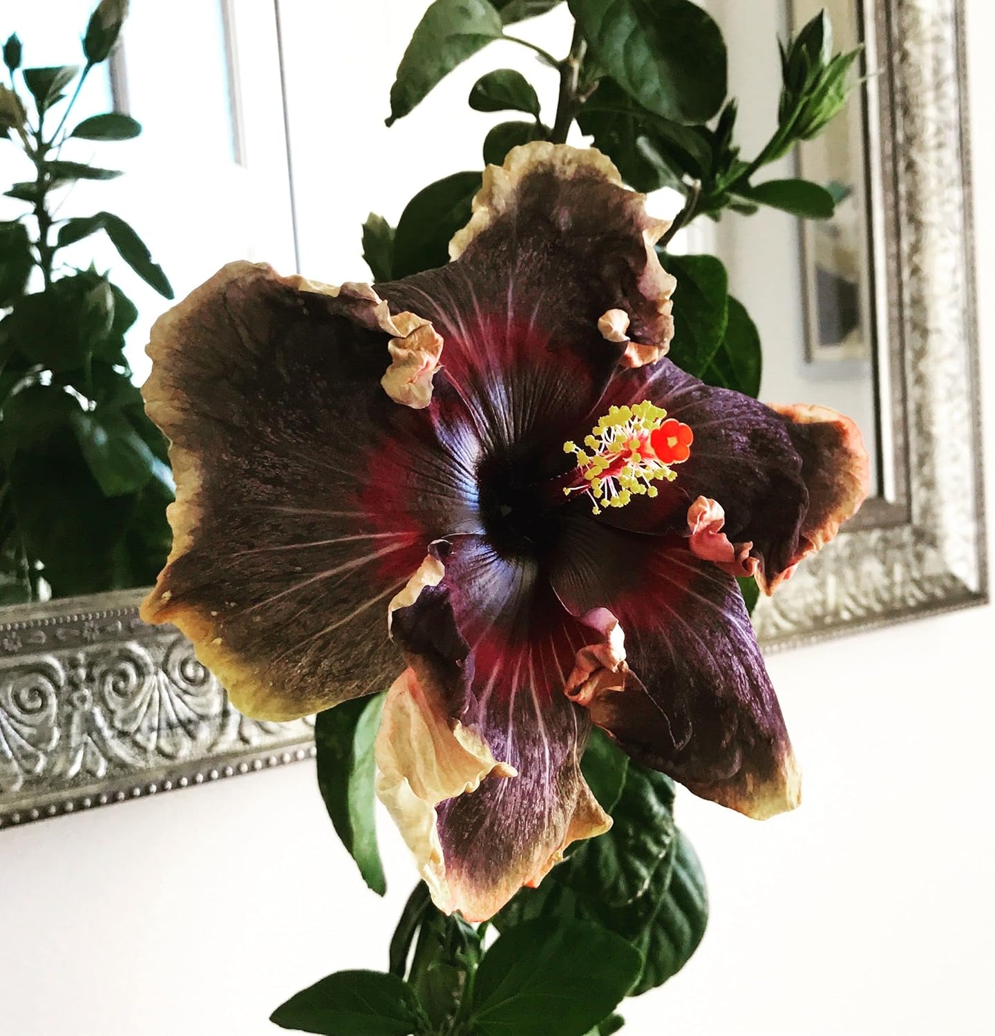 Premium Black Hibiscus Seeds for Planting