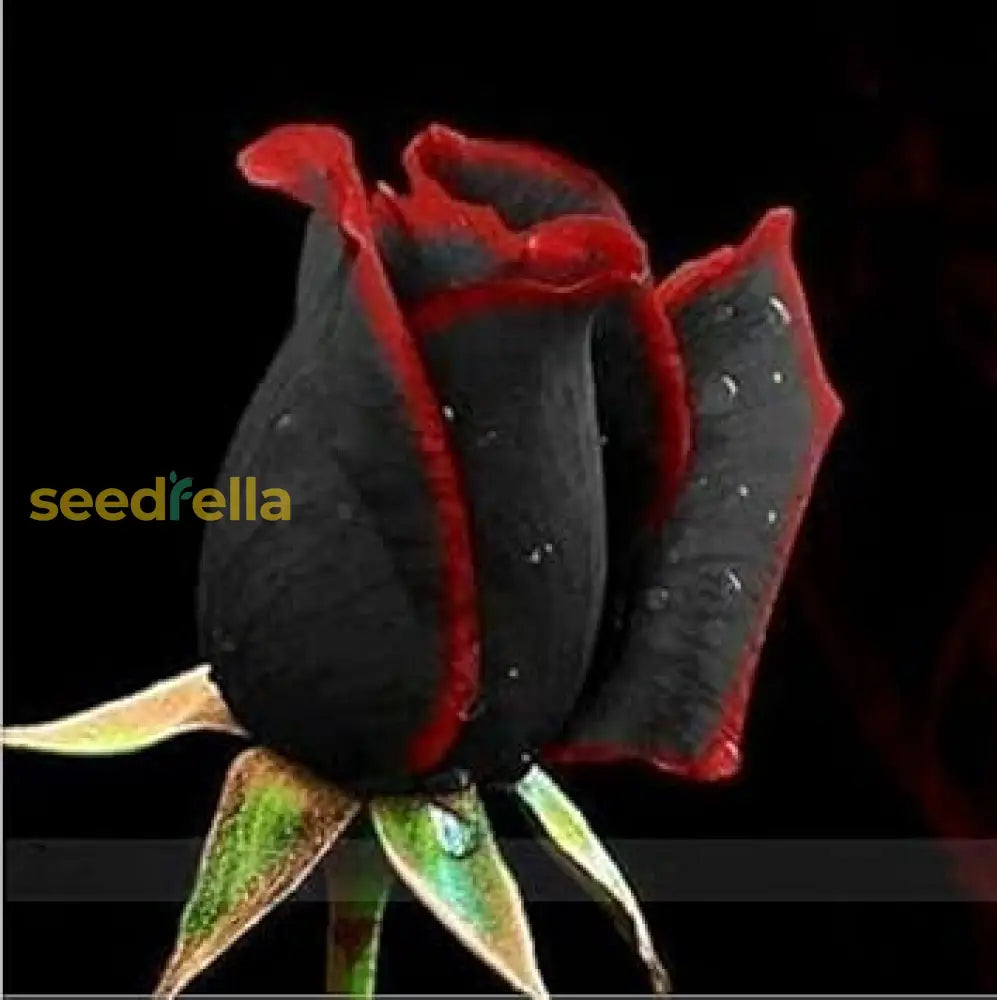 Premium Black Red Rose Flower Seeds  Perfect For Planting