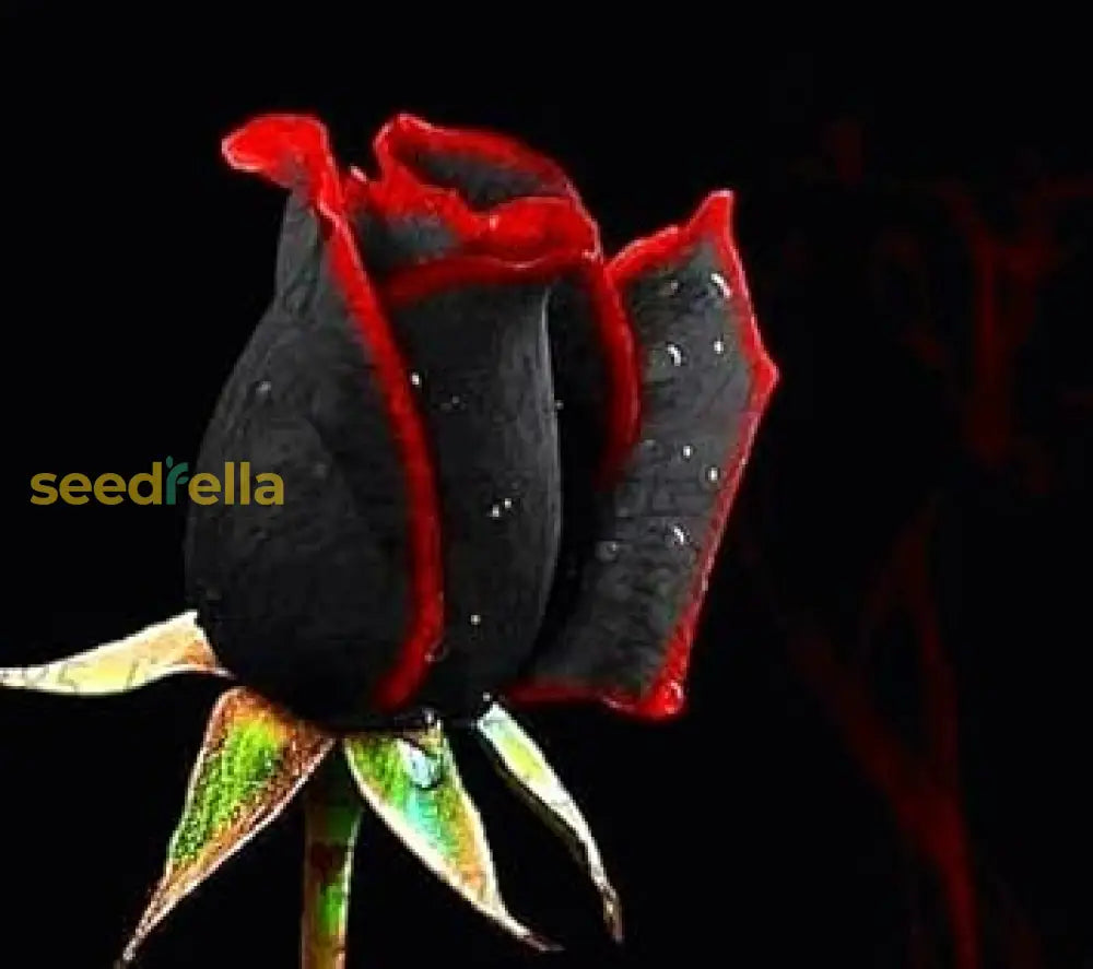 Premium Black Red Rose Flower Seeds  Perfect For Planting