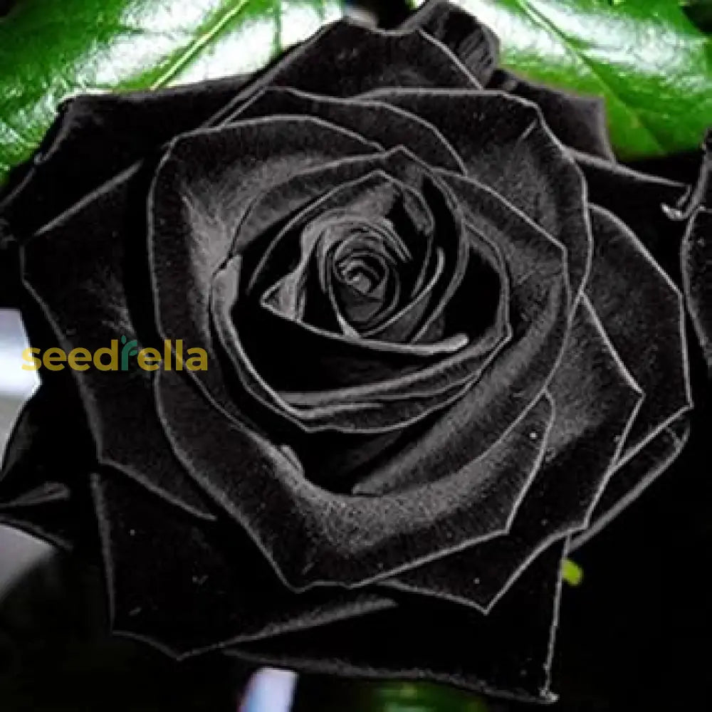 Premium Black Rose Seeds For Planting - Add Stunning Dark Roses To Your Landscape Flower