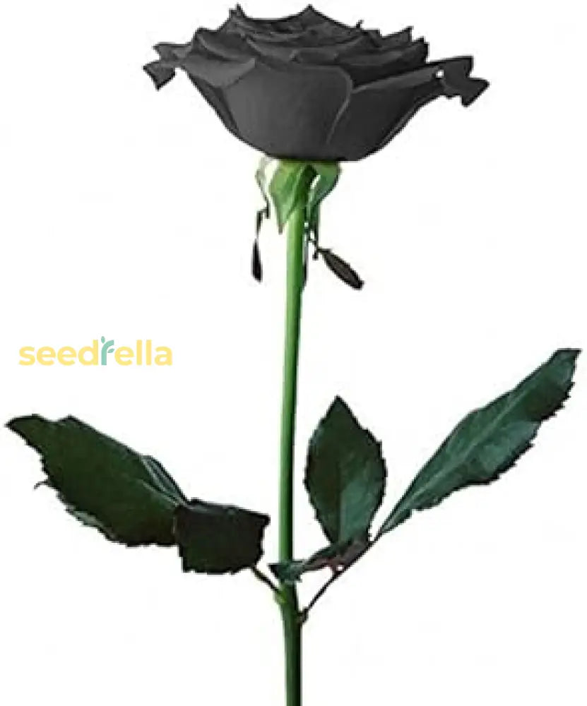 Premium Black Rose Seeds For Planting - Add Stunning Dark Roses To Your Landscape Flower