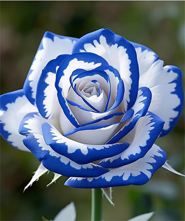 Premium Blue White Rose Variety Seeds for Pots and Borders