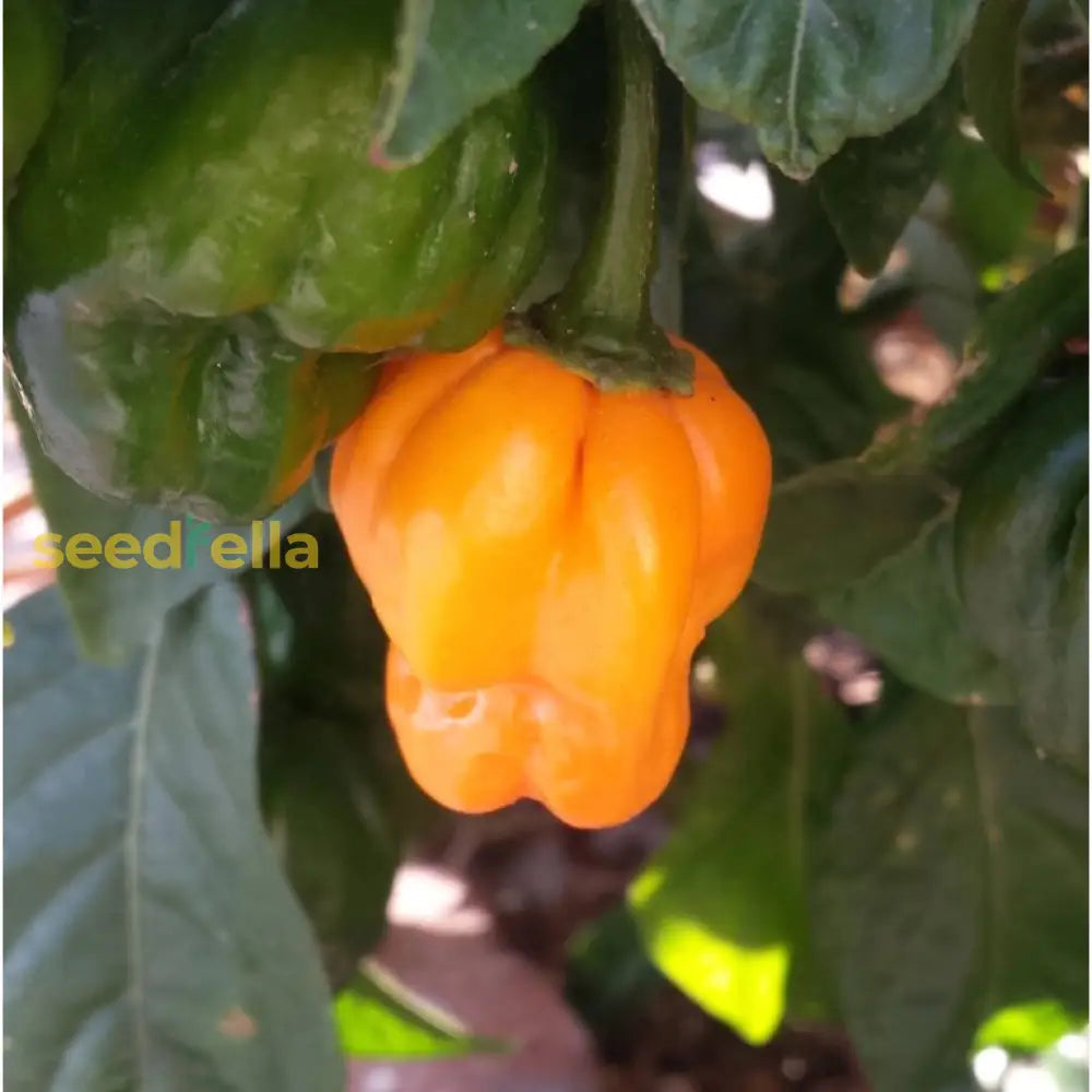 Premium Bonnet Vegetable Seeds - Easy Planting Guide Included Seeds