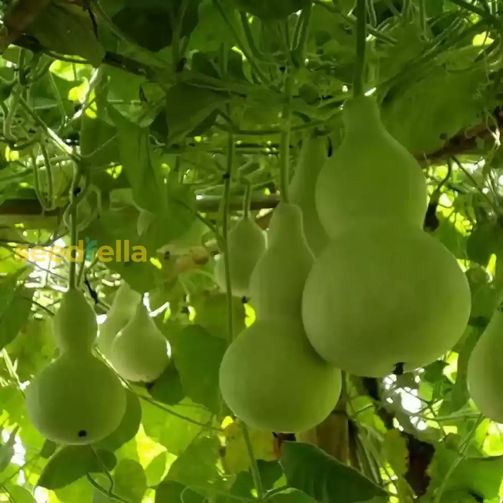 Premium bottle gourd planting seeds for outdoor gardens