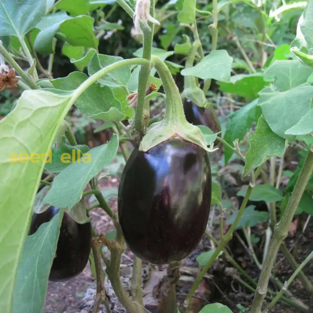 Premium Brinjal Eggplant seeds for home garden