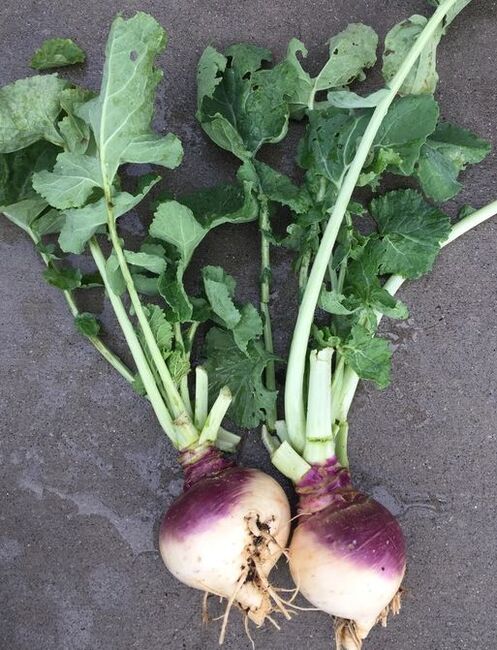 Premium Brown Purple Rutabaga seeds high germination