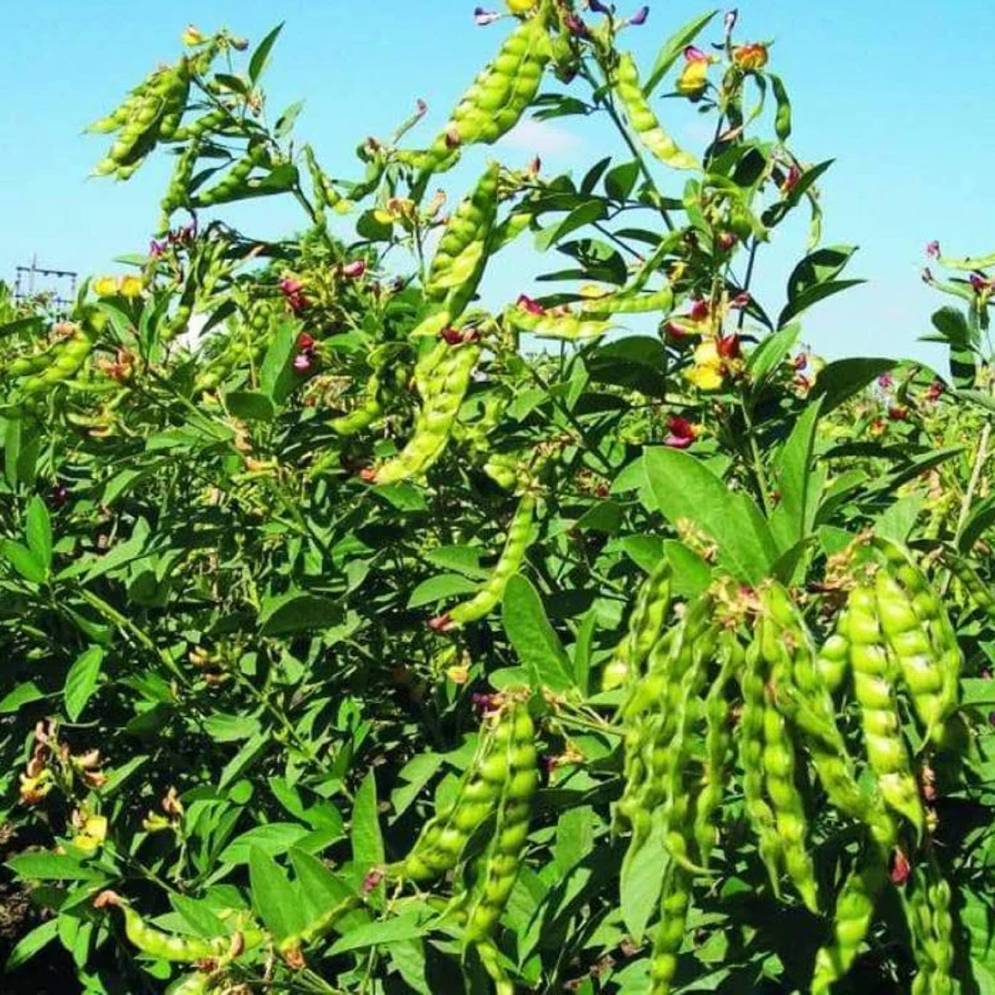 Premium Cajanus planting seeds with strong germination