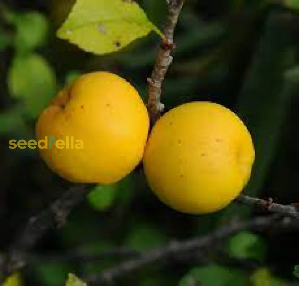 Premium Chaenomeles Green Fruit Seeds Kit For Easy Planting