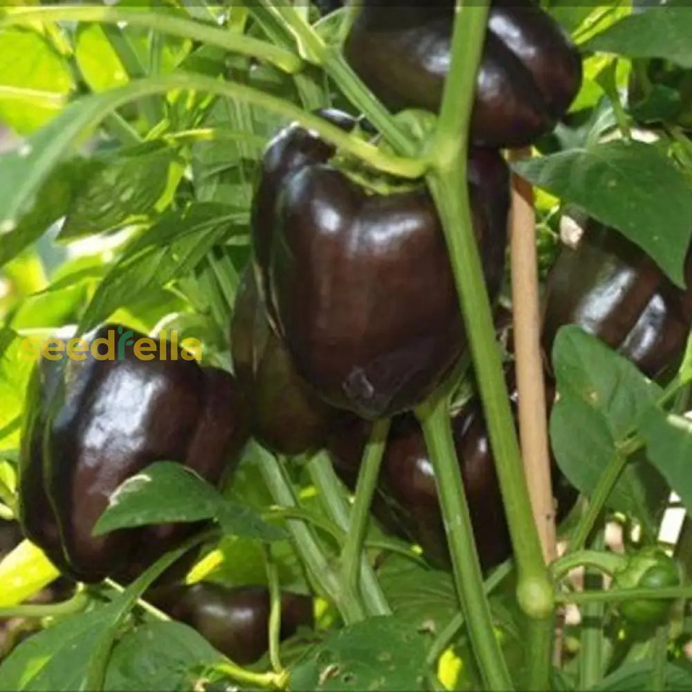 Premium chocolate pepper seeds for garden planting
