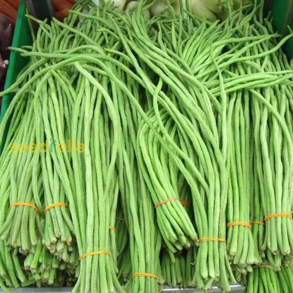 Premium cowpea planting seeds with strong germination