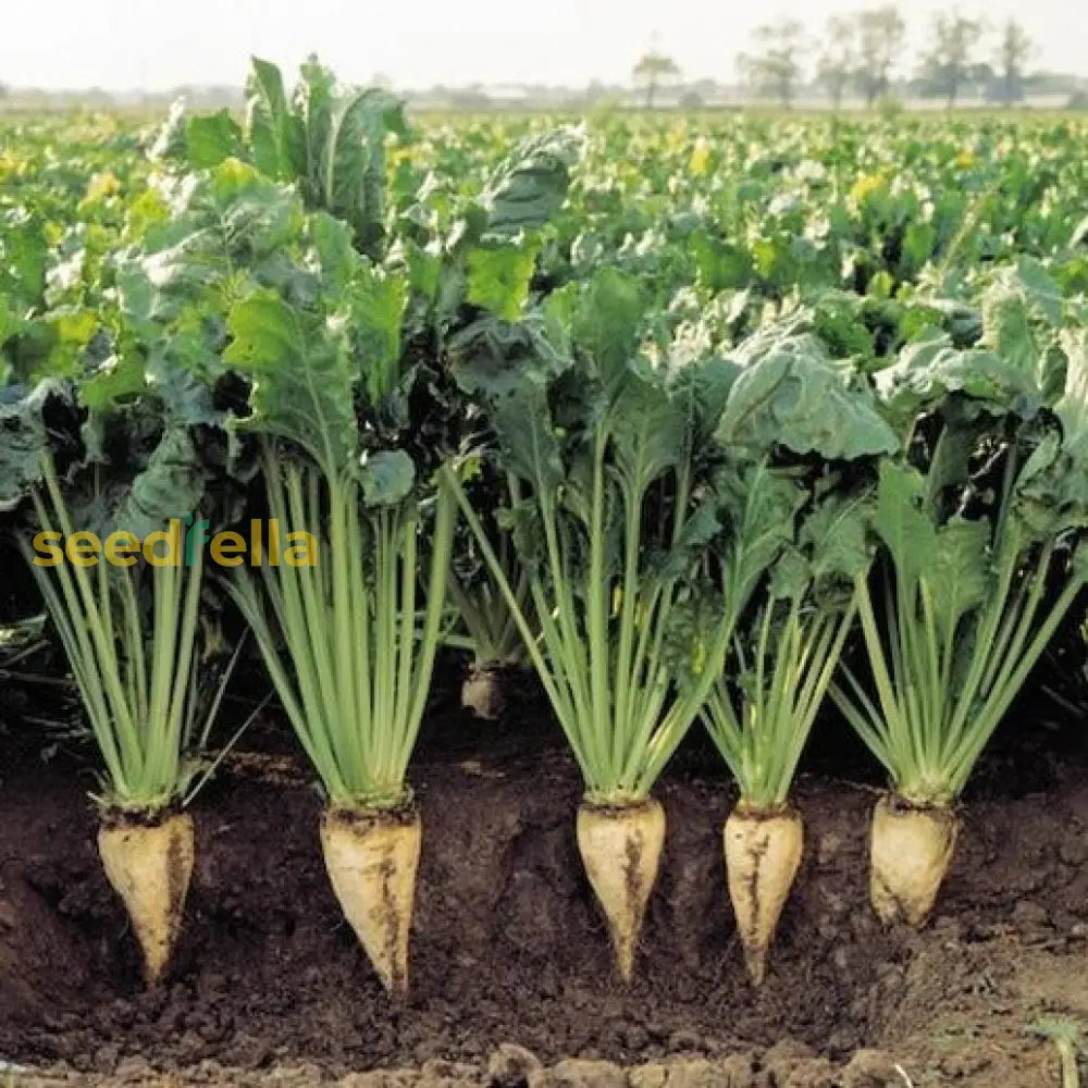Premium Cream Sugar Beet seeds high germination