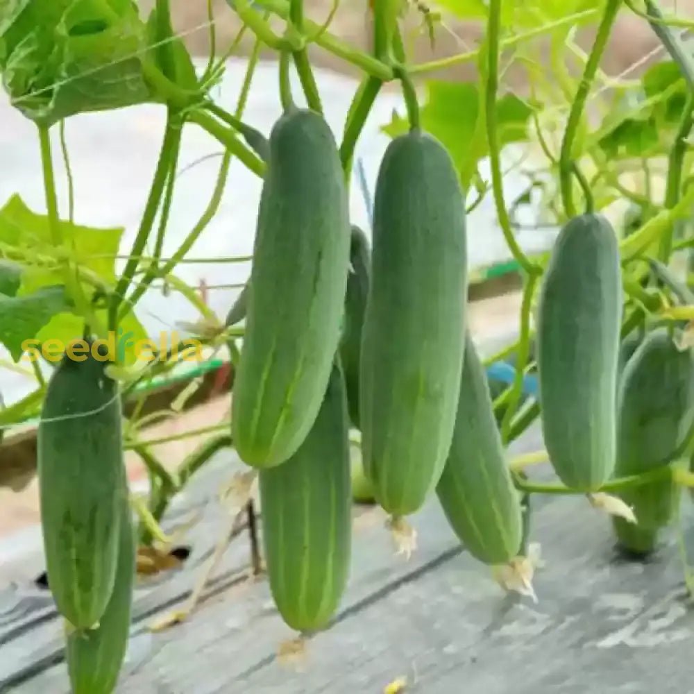 Premium cucumber planting seeds for gardeners