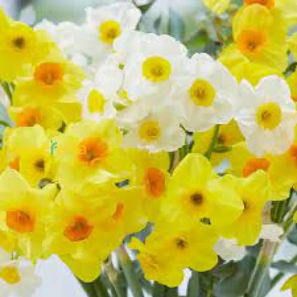 Premium Daffodil Flower Seeds - Easy-To-Grow Spring Blooms