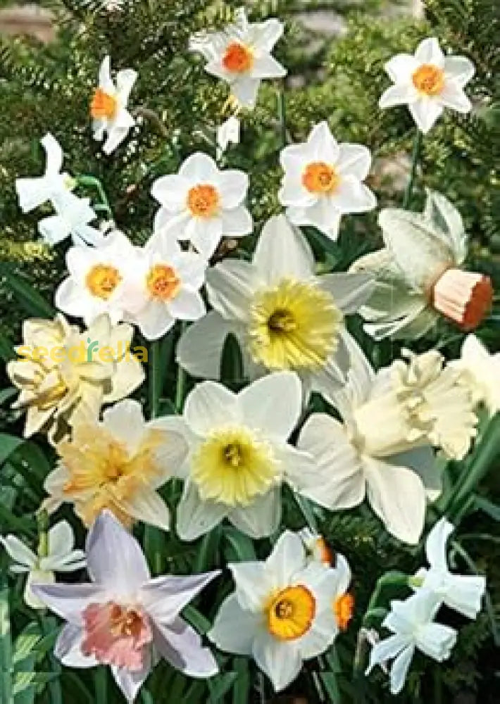 Premium Daffodil Flower Seeds - Easy-To-Grow Spring Blooms