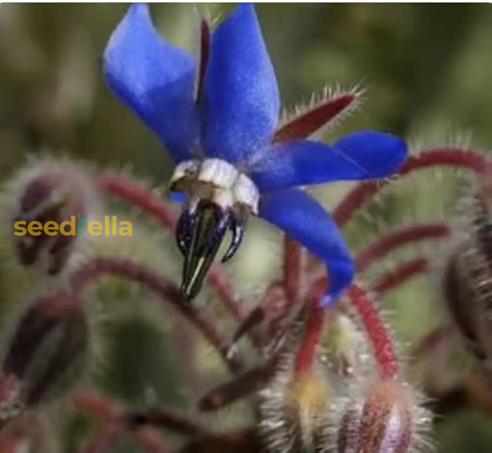 Premium Dark Blue Borage Seeds  Grow Edible Flowers In Your Garden Flower