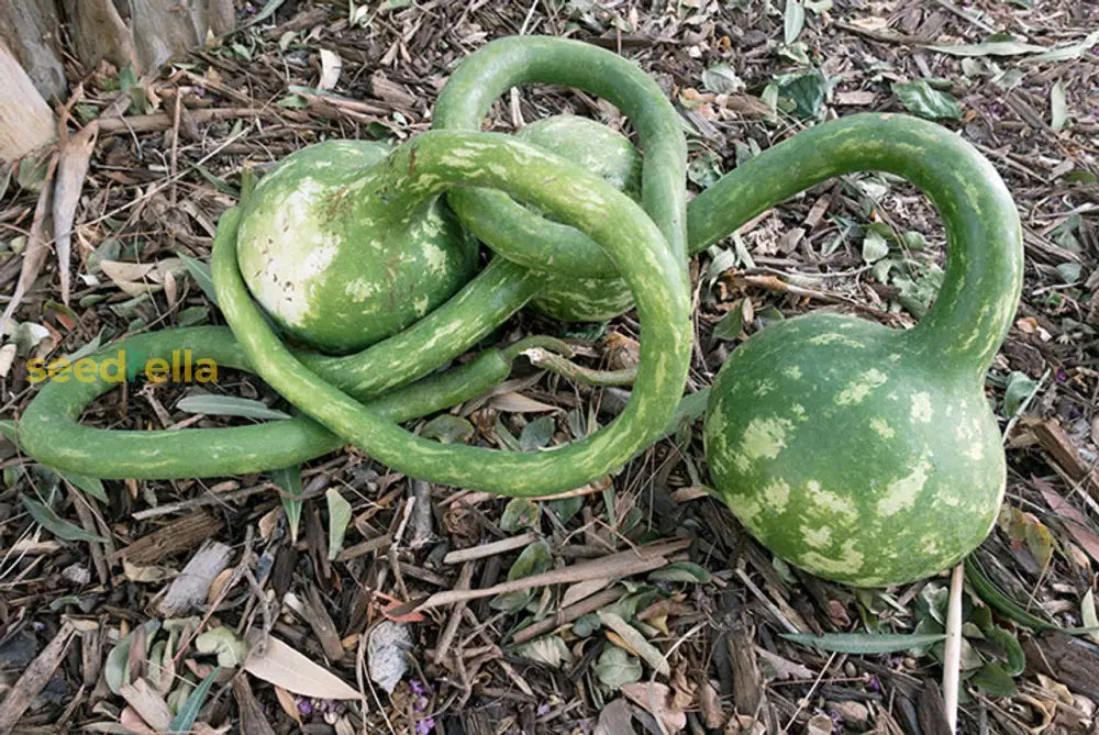 Premium non-GMO Dipper Pumpkin vegetable seeds