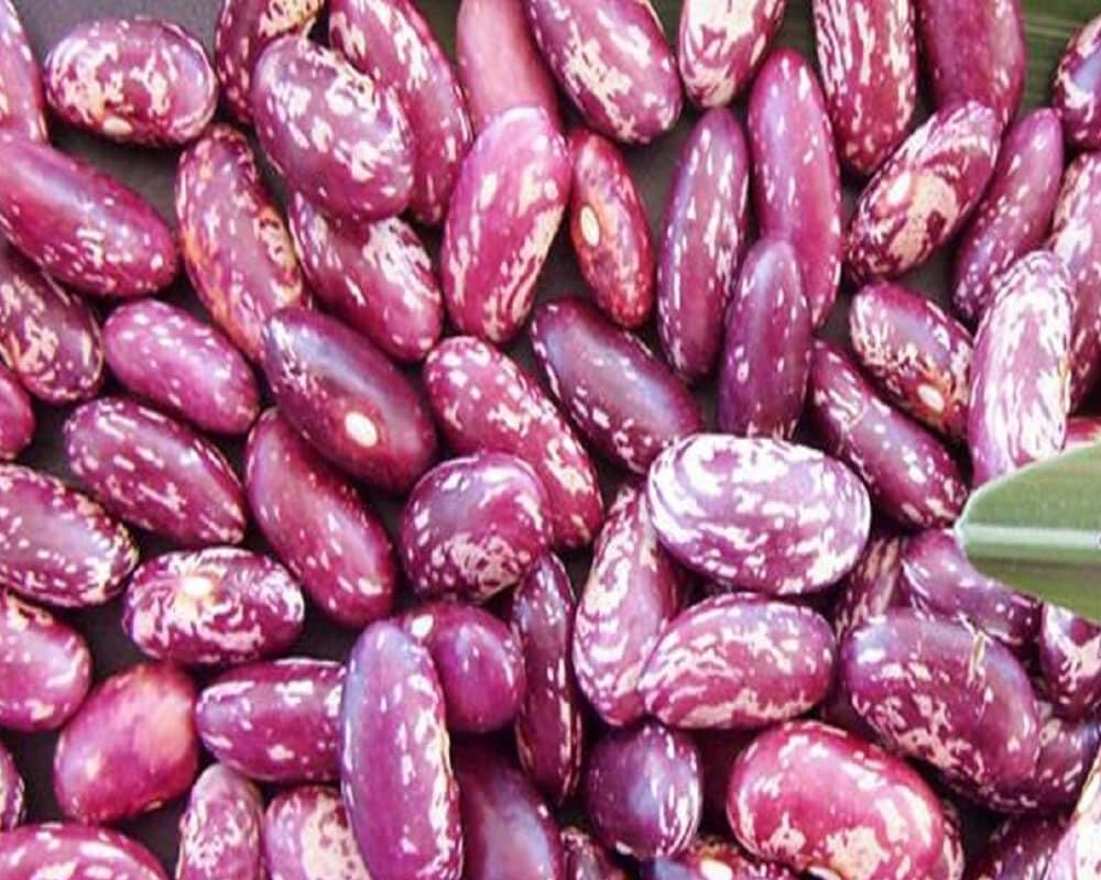 Premium Dominican Kidney Bean seeds for home gardening