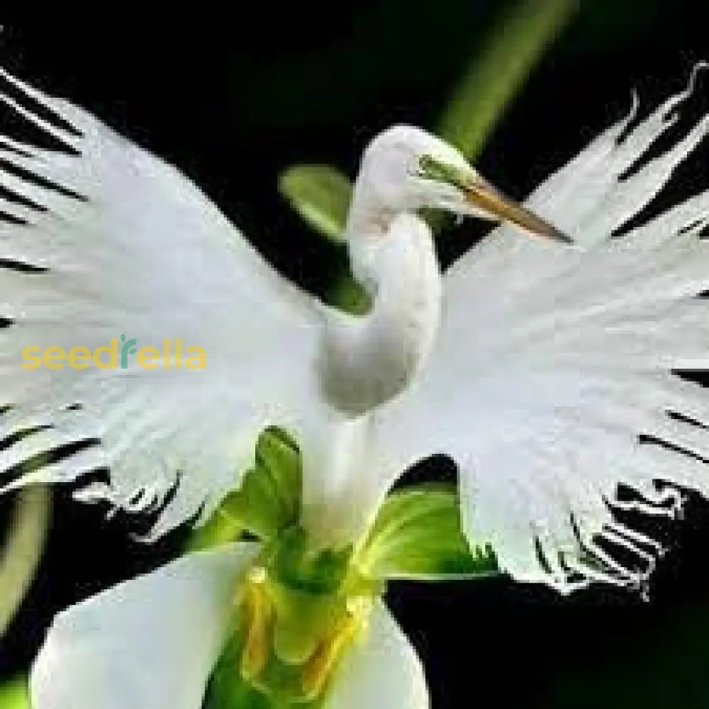 Premium Dove Orchid Flower Seeds - Easy Spring Planting