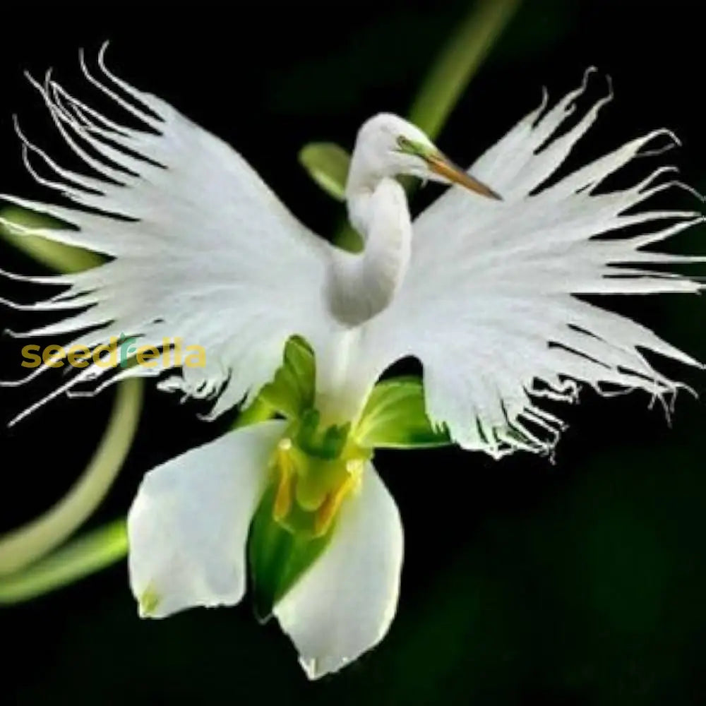 Premium Dove Orchid Flower Seeds - Easy Spring Planting