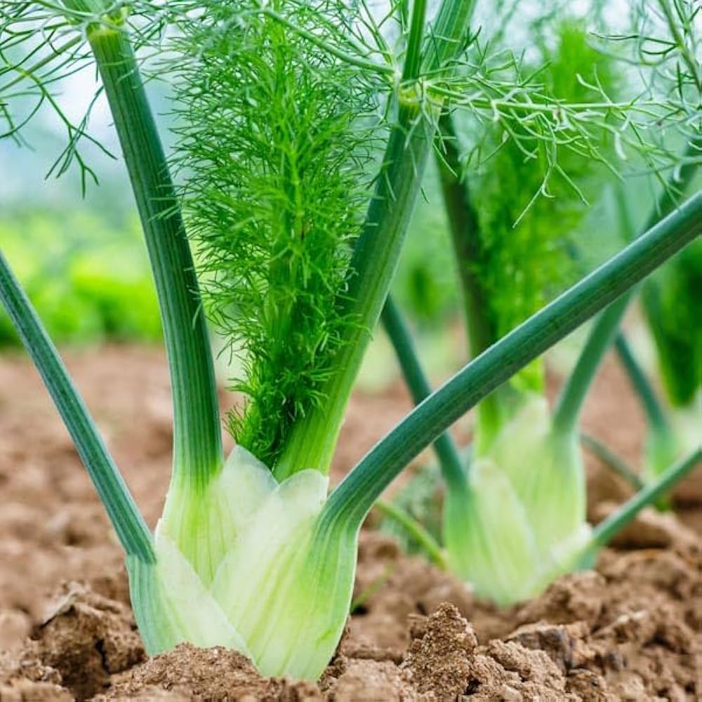 Premium fennel bulb seeds for planting