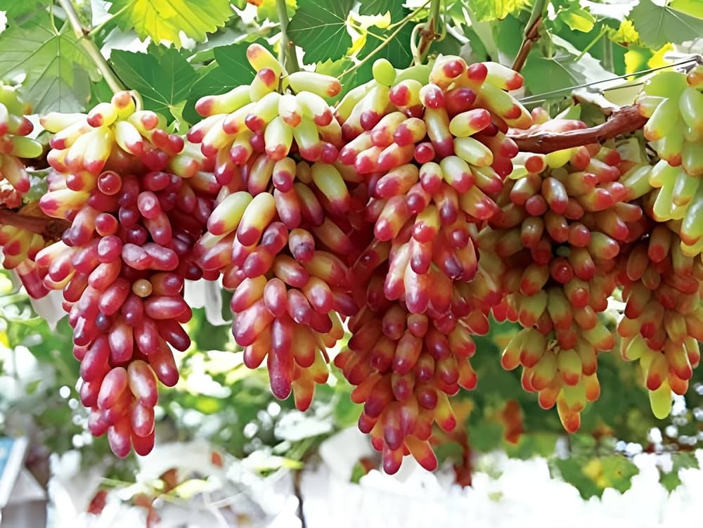 Premium Manicure Finger Grape Seeds Easy Growing Vines