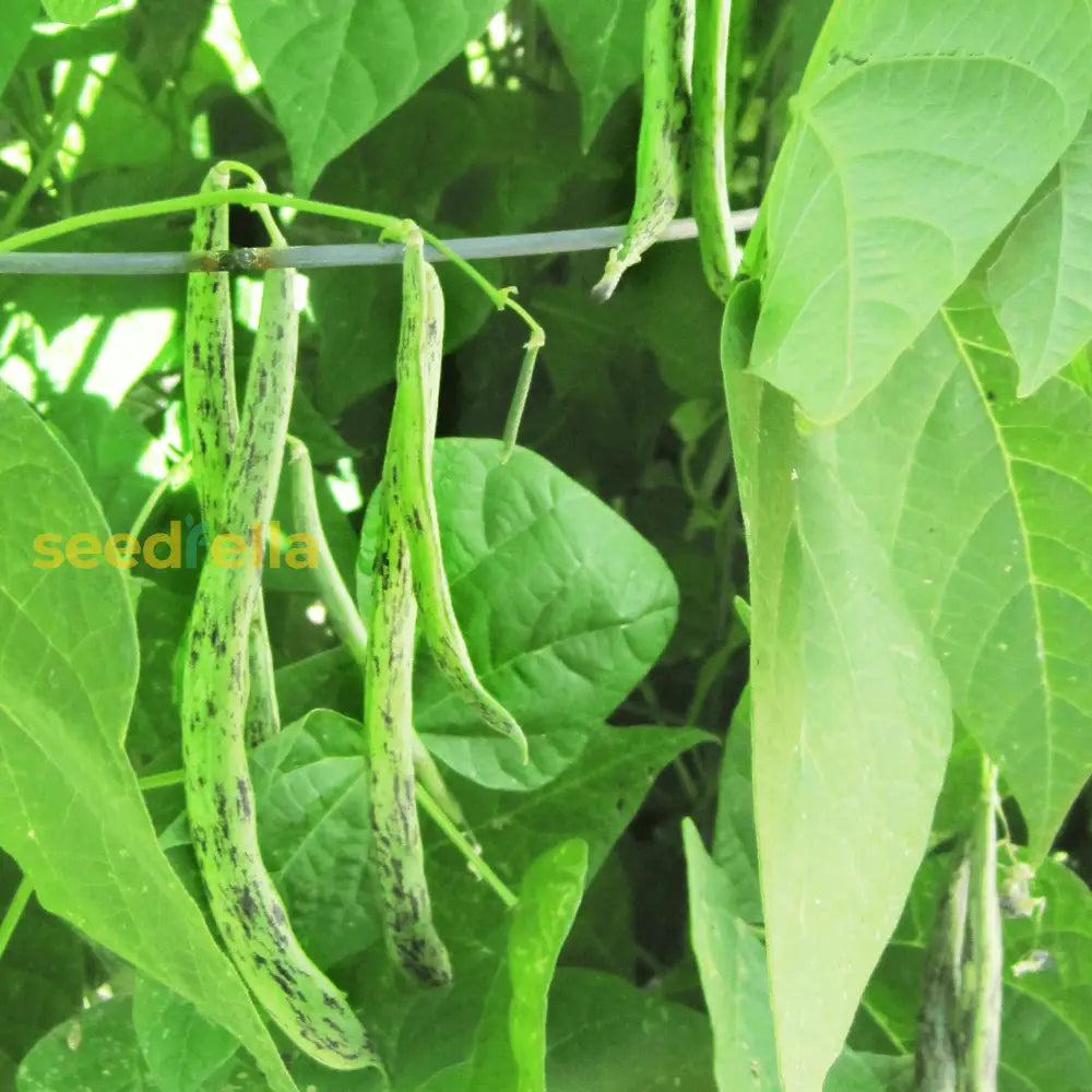 Premium Green Black Rattlesnake Bean planting seeds with strong germination