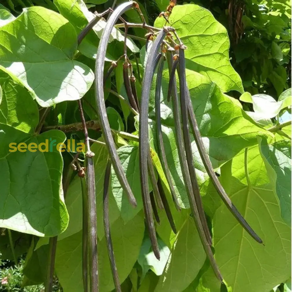 Premium Green Catalpa Bignonioides seeds high germination