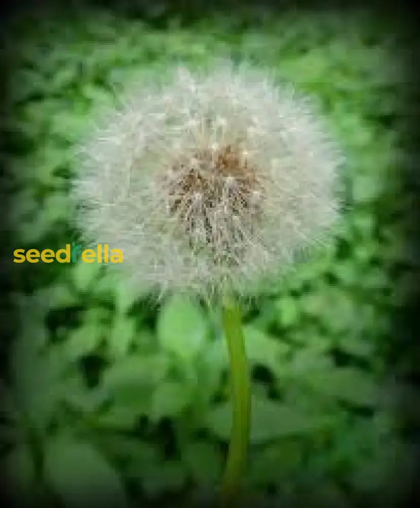 Premium Green Dandelion Plant Seeds - Easy To Grow Seeds