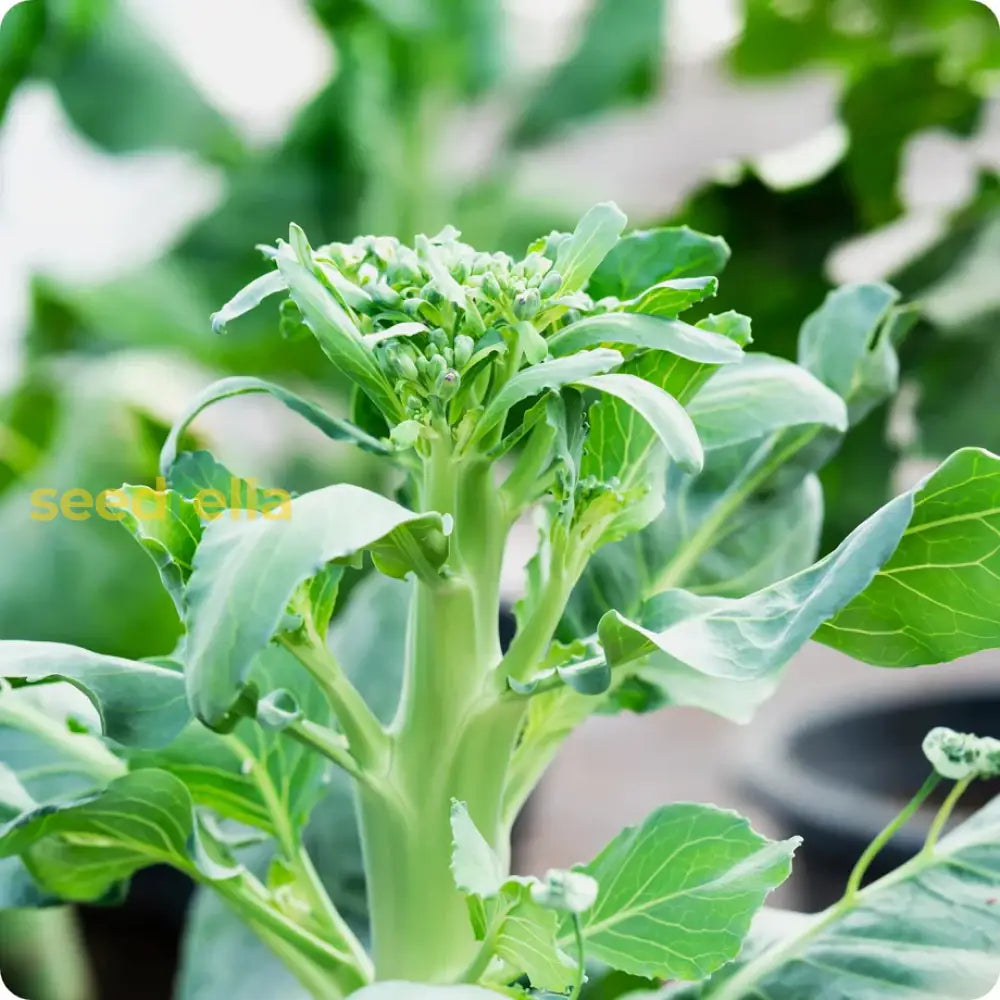 Premium Green Kai-LAN garden seeds for home planting