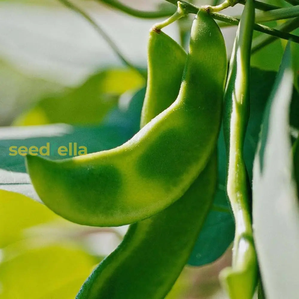 Premium Green Lima Bean seeds high germination