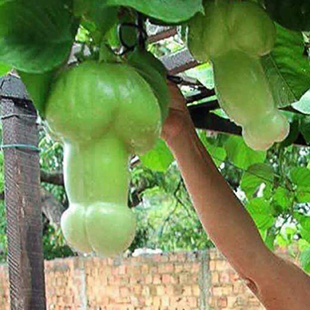 Premium Green Penis Melon seeds high germination