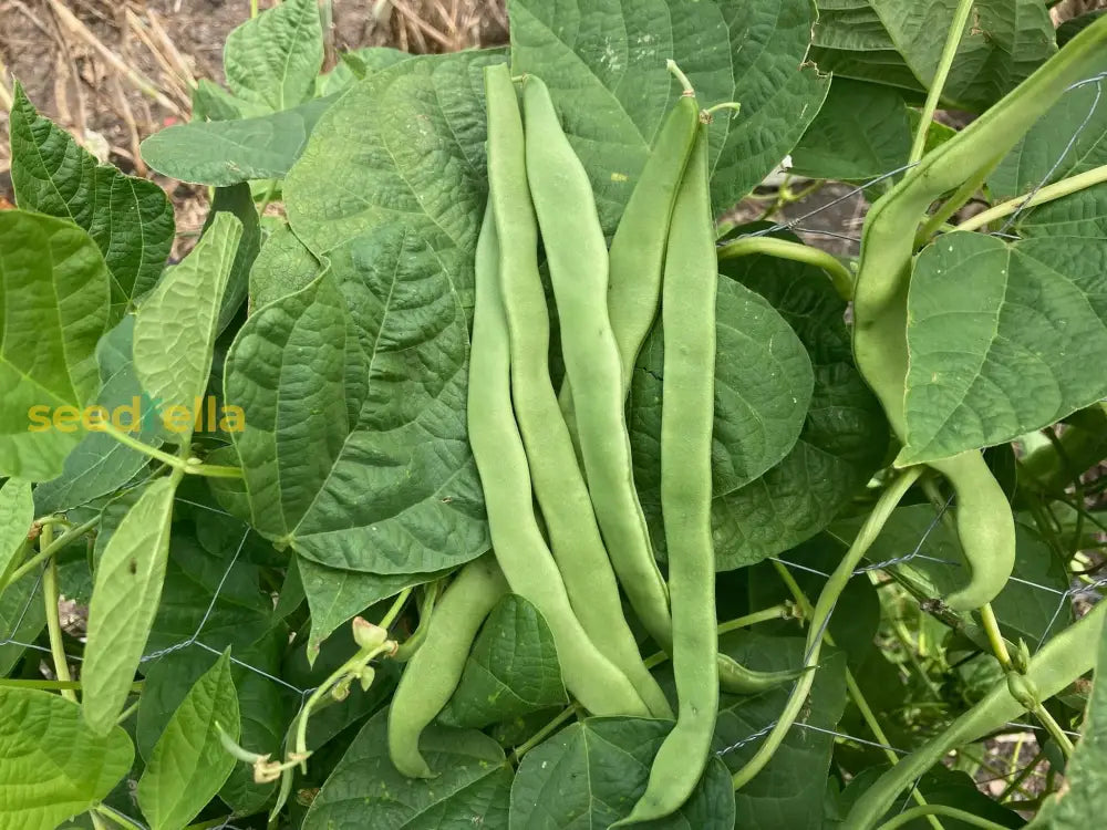 Premium Green Romano Pole Bean seeds high germination