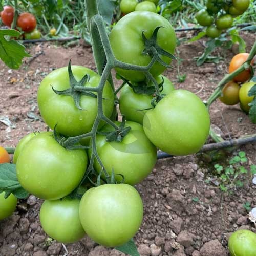 Planting guide for green and white tomato seeds