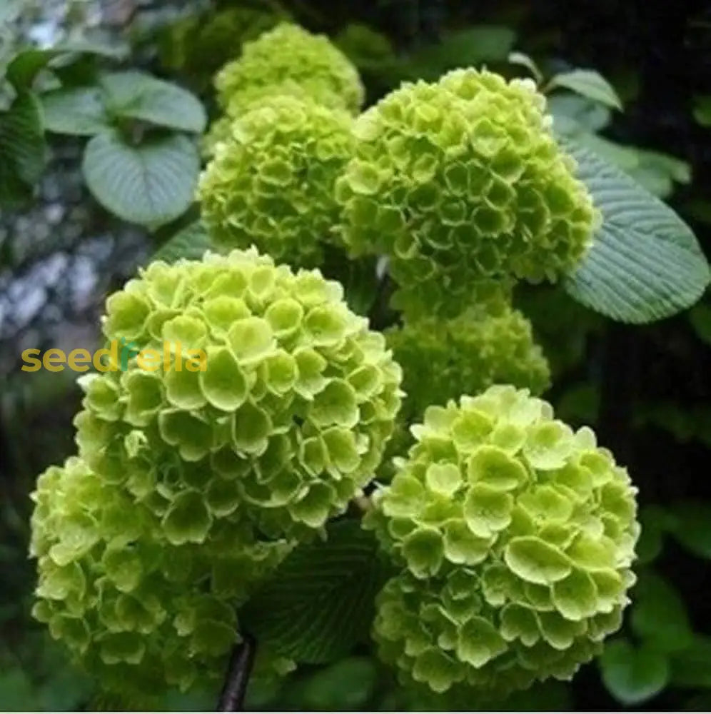 Premium Hydrangea Seeds  Dark Green Flowers For Your Garden Plant Seed