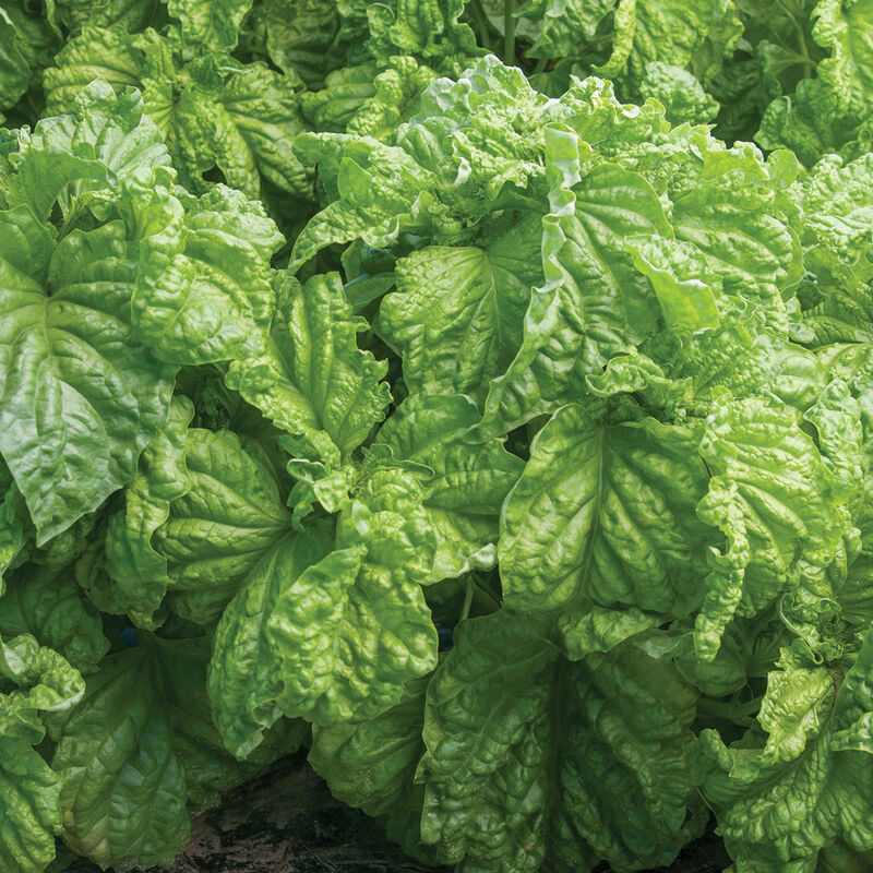 Premium Italian basil seeds USA gardening