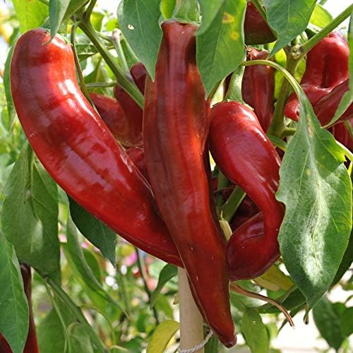 Premium Jim Legacy pepper seeds for home gardening