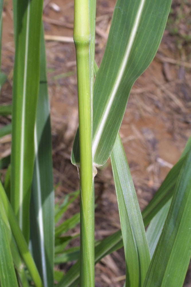 Premium Johnsons Garden Seeds Collection for Home Planting