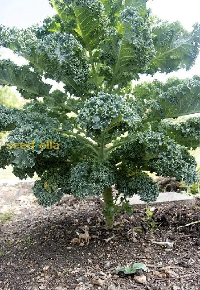 Premium Kale Planting Seeds Vegetable Seeds