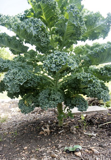 Premium kale vegetable seeds for planting