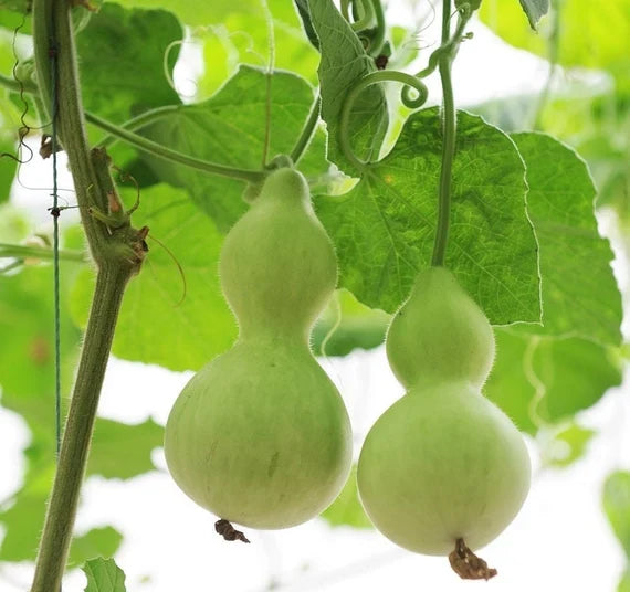 Premium Lagenaria seeds for home vegetable gardens