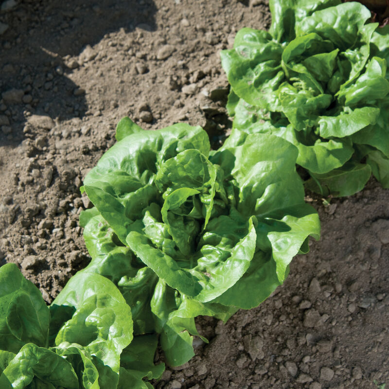 Premium butterhead lettuce seeds for cool season gardening