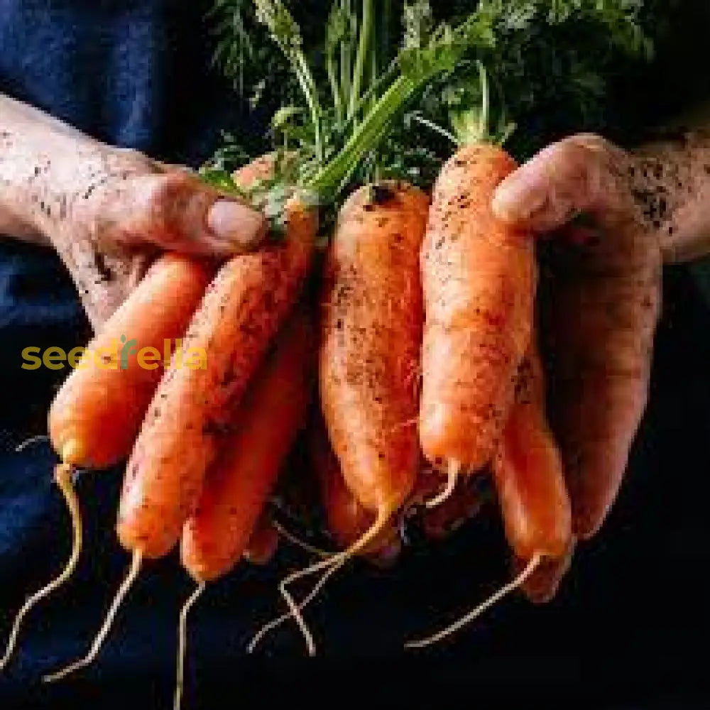 Premium Little Finger Carrot Seeds For Planting  Ideal Small Gardens Vegetable Seeds