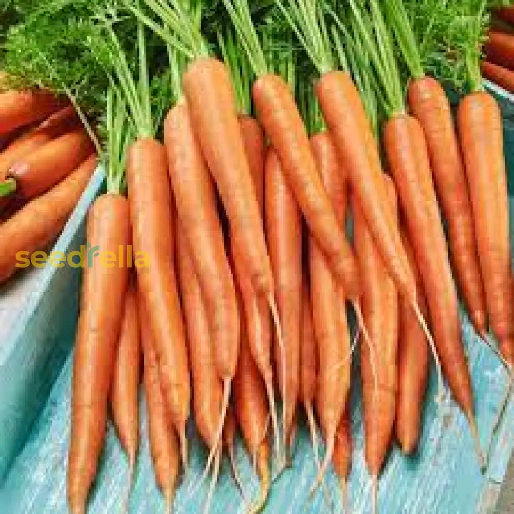 Premium Little Finger Carrot Seeds For Planting  Ideal Small Gardens Vegetable Seeds