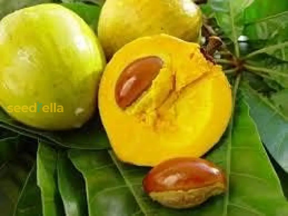 Premium Lucuma Fruit Seeds | Perfect For Home Gardens