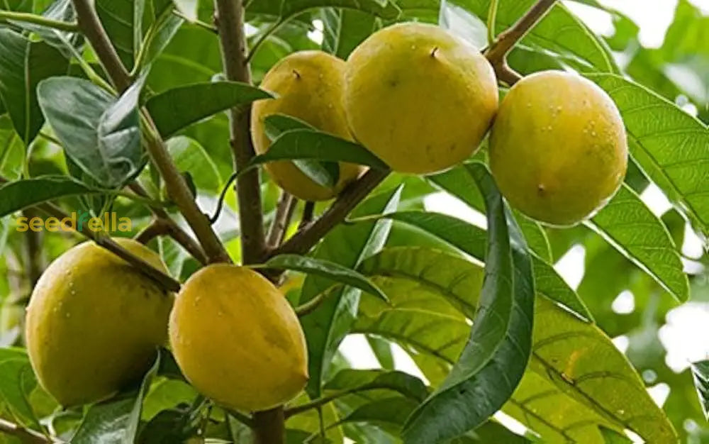 Premium Lucuma Fruit Seeds | Perfect For Home Gardens