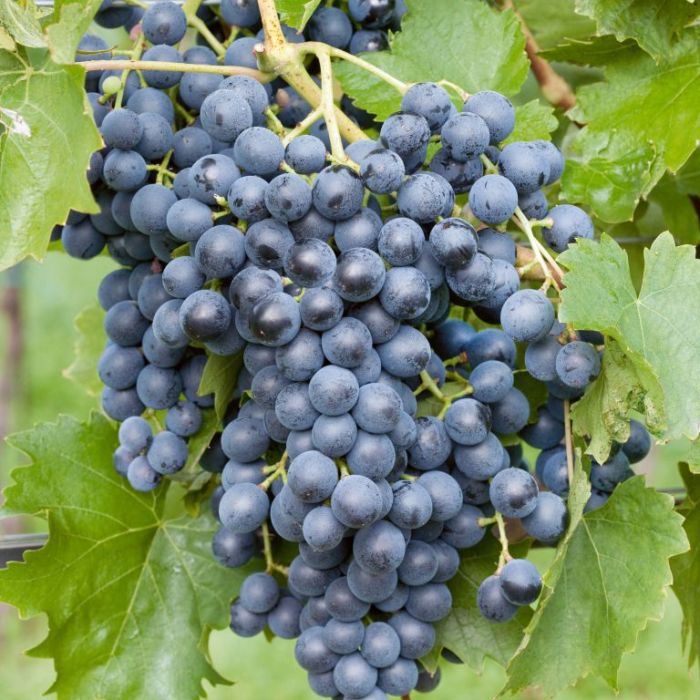Premium Merlot Grape Seeds Easy Growing Vines